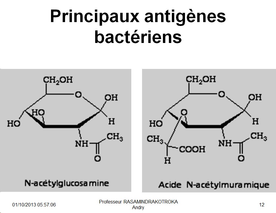Antigènes bactériens 5