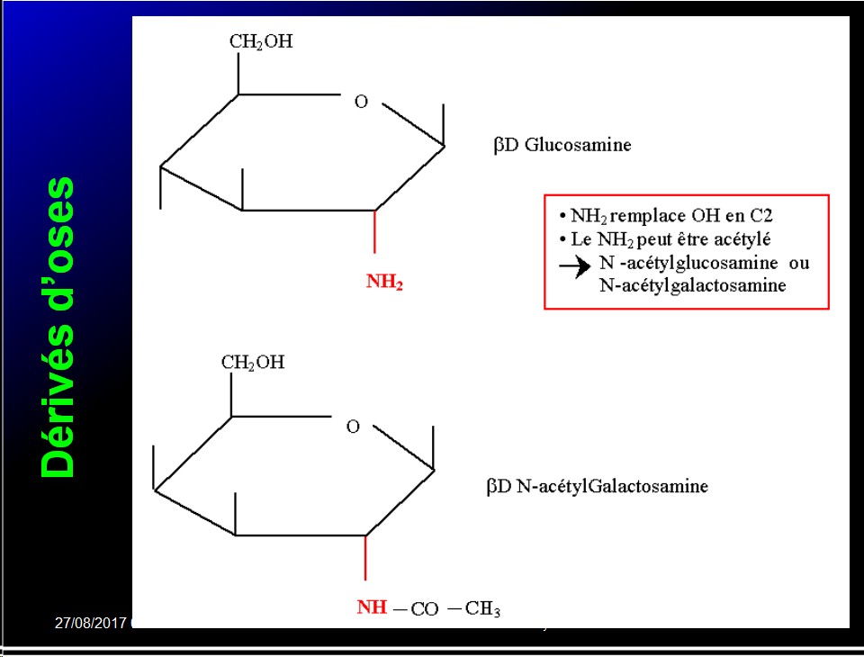 Biomolécules glucidiques 31