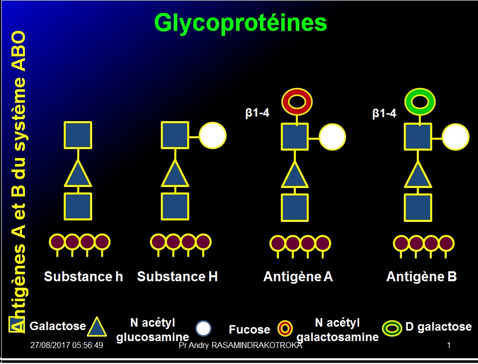 Biomolécules glucidiques 53