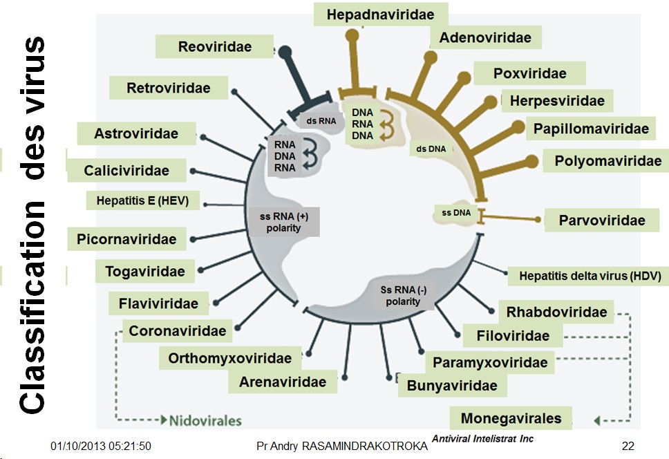 Classification et taxonomie des virus 6