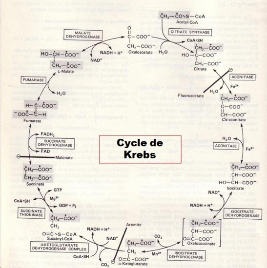 Cycle De Krebs