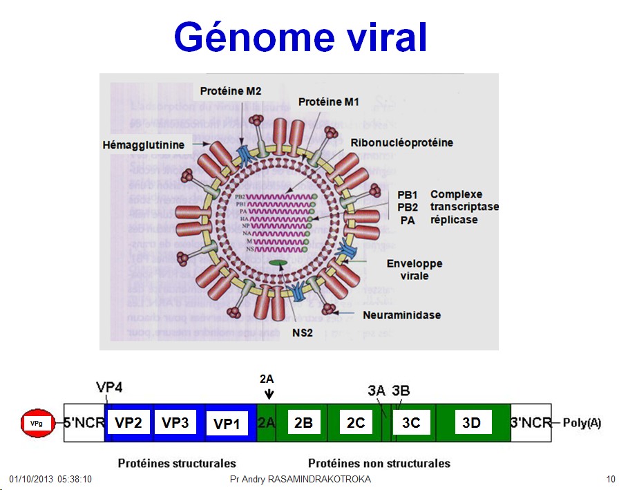 Génétique virale 1