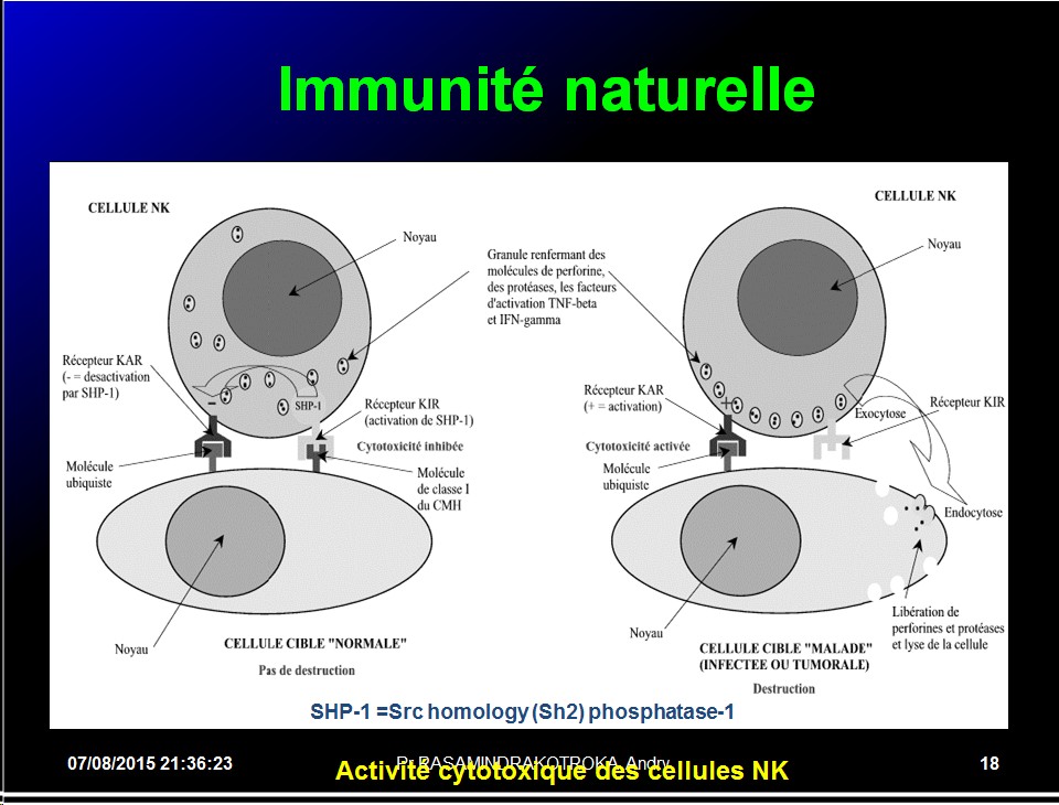 Images sélectionnées immunité antitumorale2