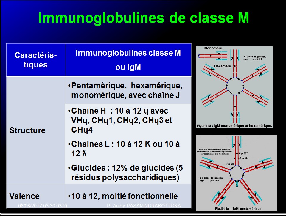 Immunoglobulines 15