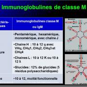 Immunoglobulines 15