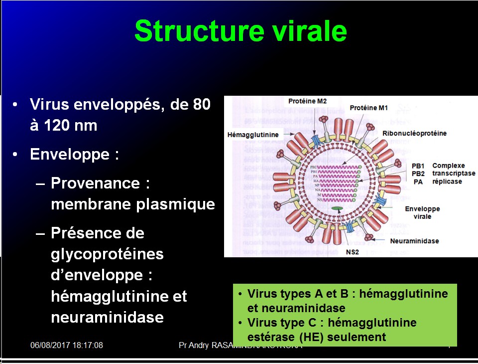 Orthomyxoviridae et infections par virus de la grippe 2