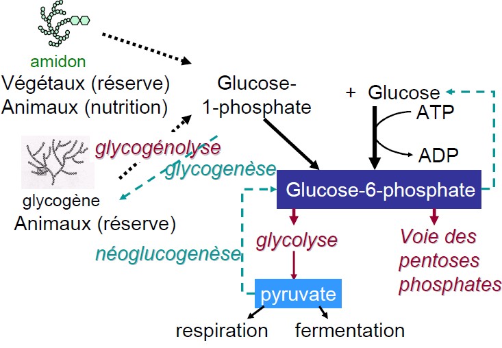 Schéma général du métabolisme des glucides