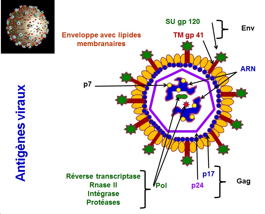 Anatomie fonctionnelle et antigènes viraux 6