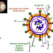 Anatomie fonctionnelle et antigènes viraux 6