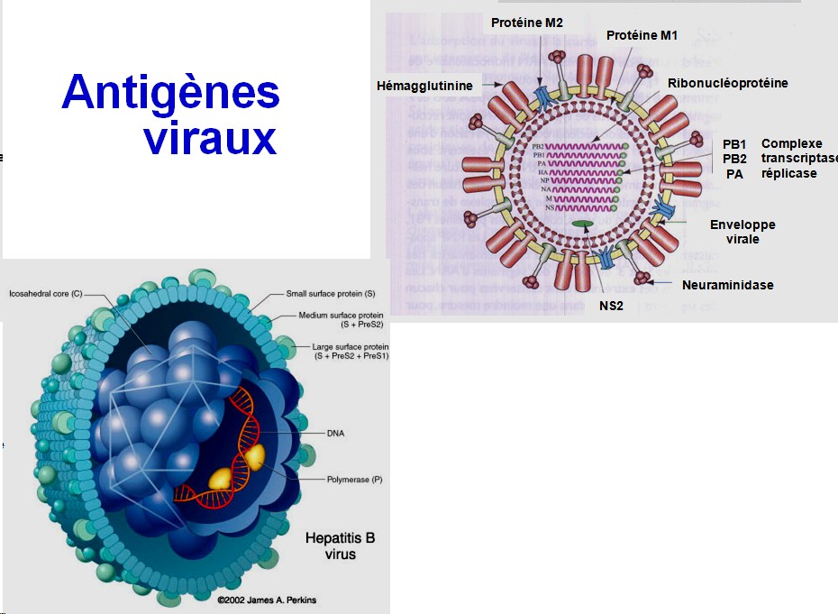 Anatomie fonctionnelle et antigènes viraux 7