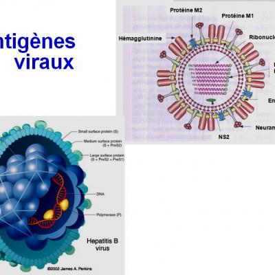 Virologie générale