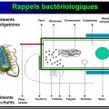 Antibiotiques 2
