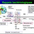 Antibiotiques 6
