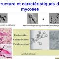 Antifongiques 2