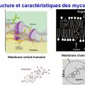 Antifongiques 4