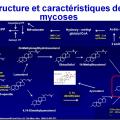 Antifongiques 5