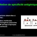 Antigènes 11