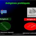 Antigènes 17