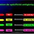 Antigènes 8