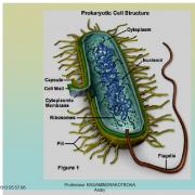 Antigènes bactériens 1