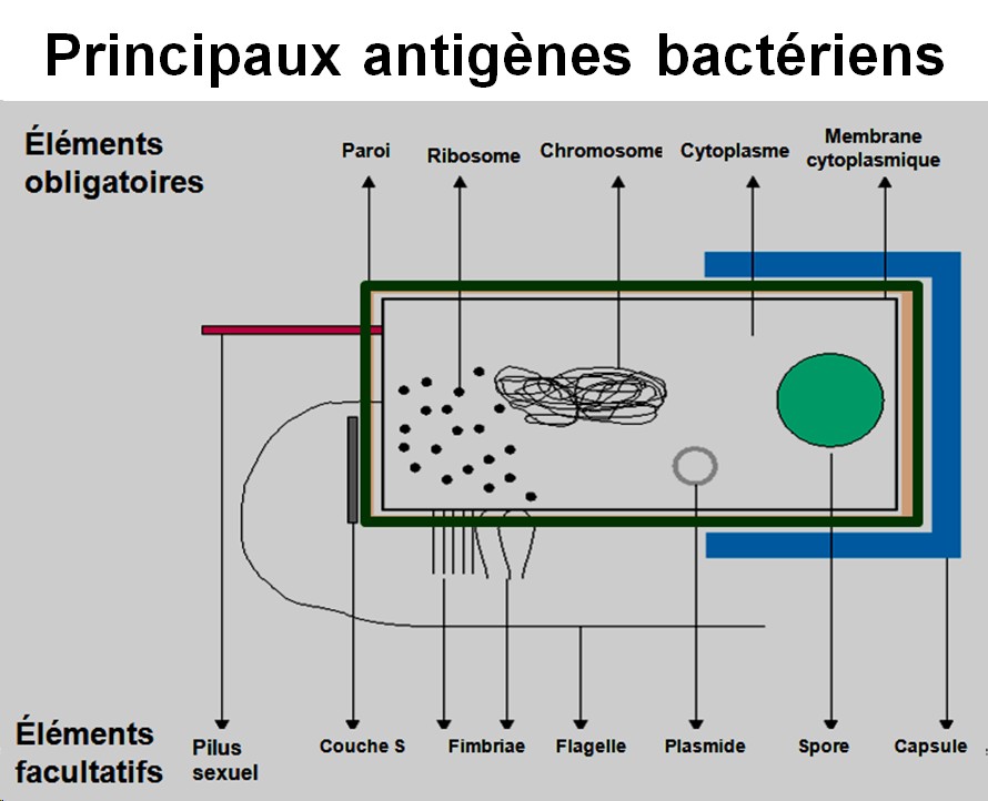 Antigènes bactériens 2