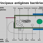 Antigènes bactériens 2