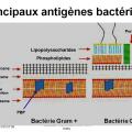 Antigènes bactériens 3