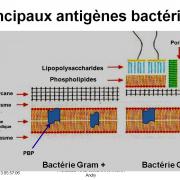 Antigènes bactériens 3
