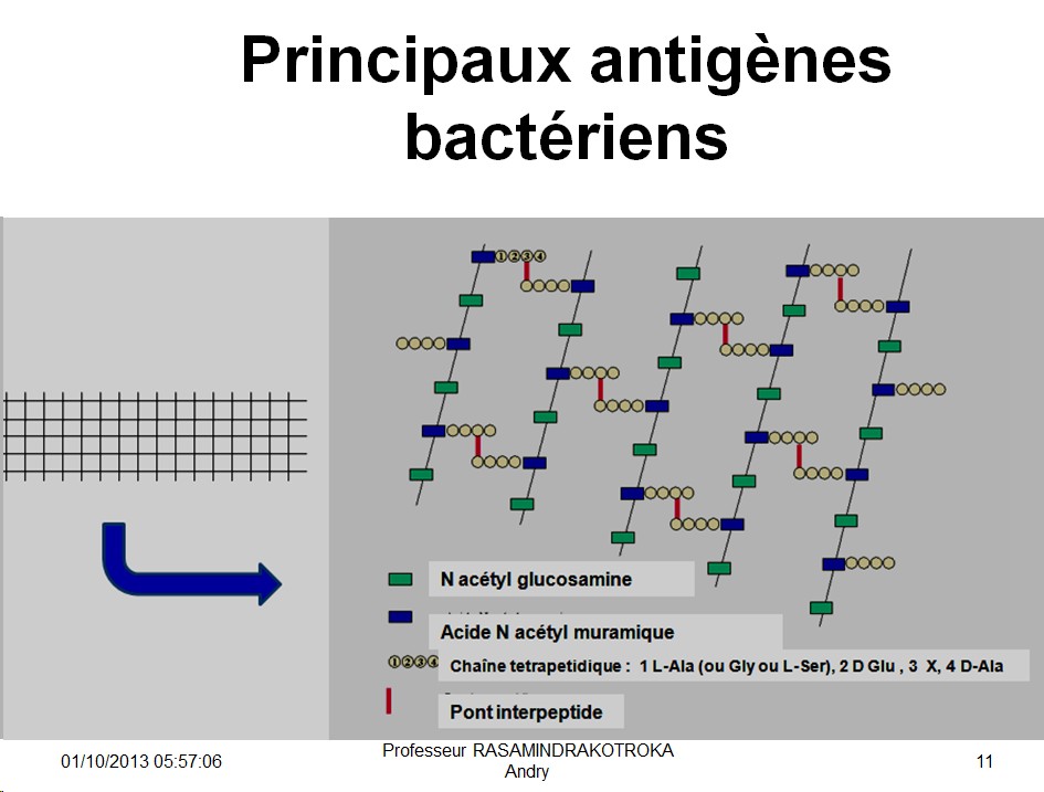 Antigènes bactériens 4
