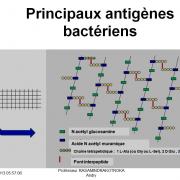 Antigènes bactériens 4