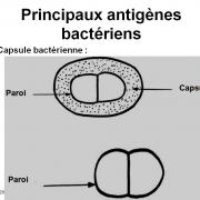 Antigènes bactériens 7