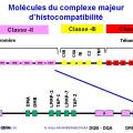Apprêtement - processing antigène (11)
