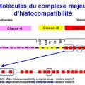 Apprêtement - processing antigène (12)