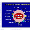 Apprêtement - processing antigène (13)