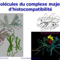 Apprêtement - processing antigène (14)