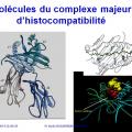 Apprêtement - processing antigène (15)