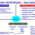 Apprêtement - processing antigène (16)