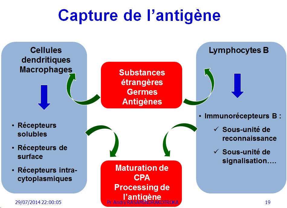 Apprêtement - processing antigène (19)