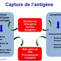 Apprêtement - processing antigène (19)