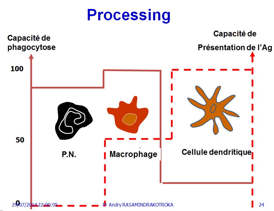 Apprêtement - processing antigène (24)