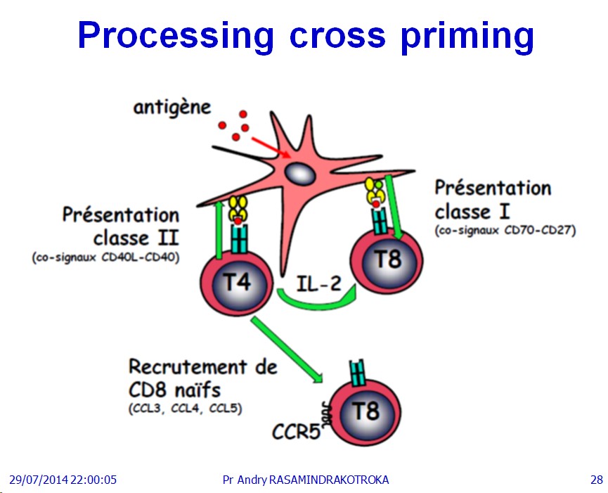 Apprêtement - processing antigène (28)