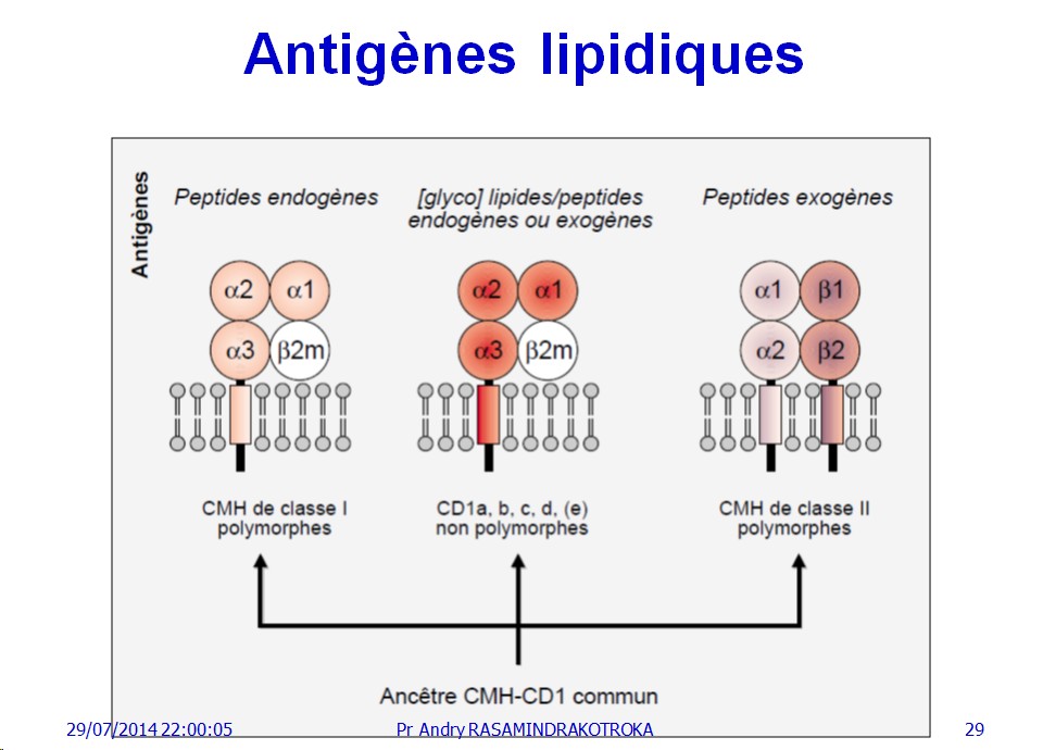 Apprêtement - processing antigène (29)