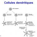 Apprêtement - processing antigène (3)