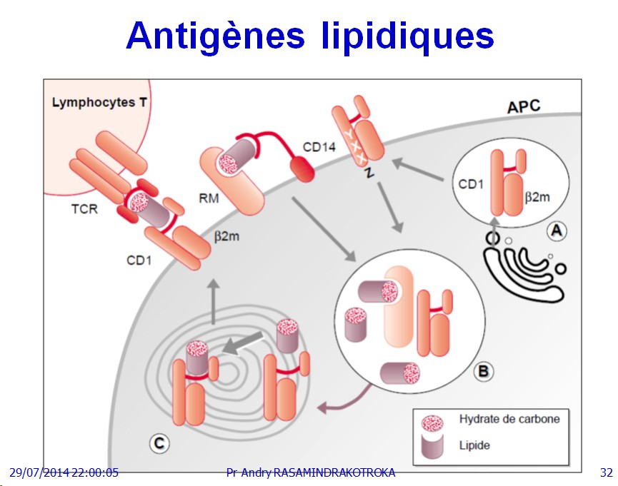 Apprêtement - processing antigène (32)