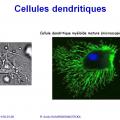 Apprêtement - processing antigène (5)