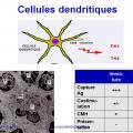 Apprêtement - processing antigène (6)