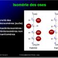 Biomolécules glucidiques 13