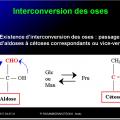 Biomolécules glucidiques 17