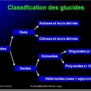 Biomolécules glucidiques 2