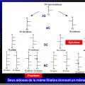 Biomolécules glucidiques 20